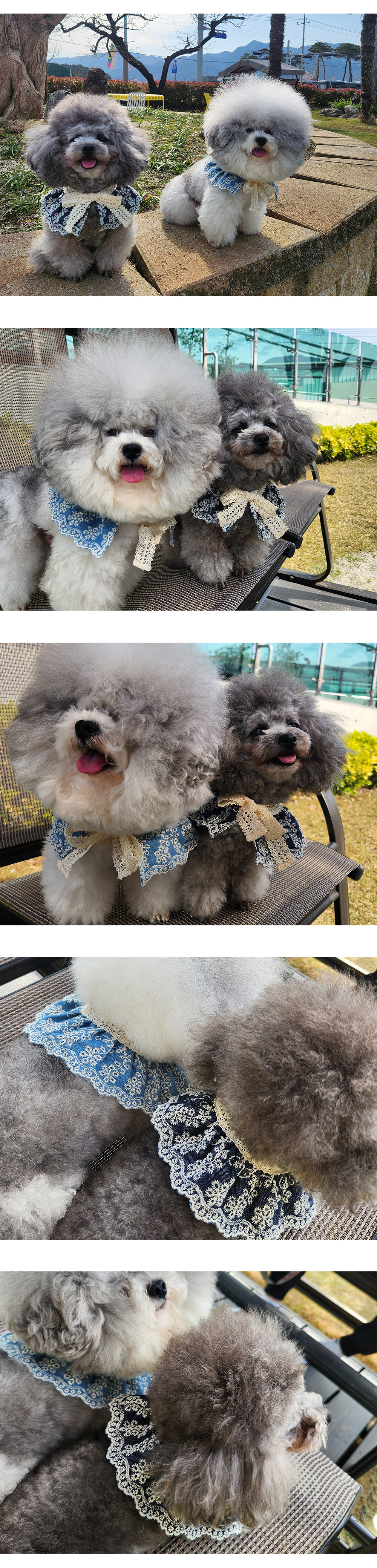 강아지보호대 고양이넥카라 강아지깔대기 상세 이미지 5