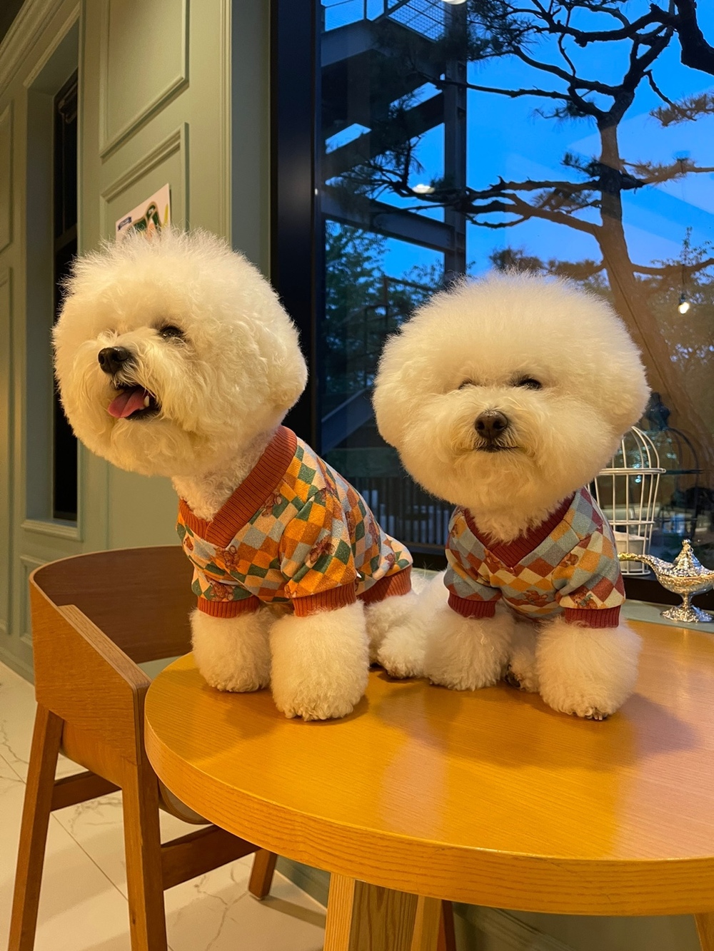 강아지티셔츠 소형견옷 강아지가을티셔츠 상세 이미지 19