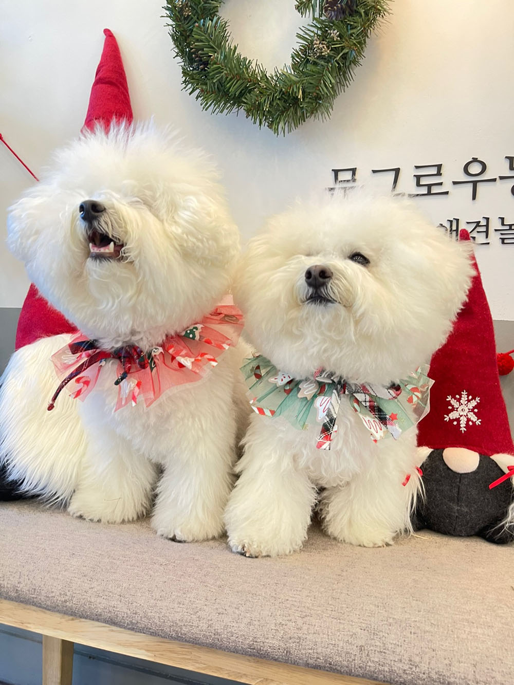 애견케이프 반려동물악세사리 반려견악세사리 상세 이미지 12