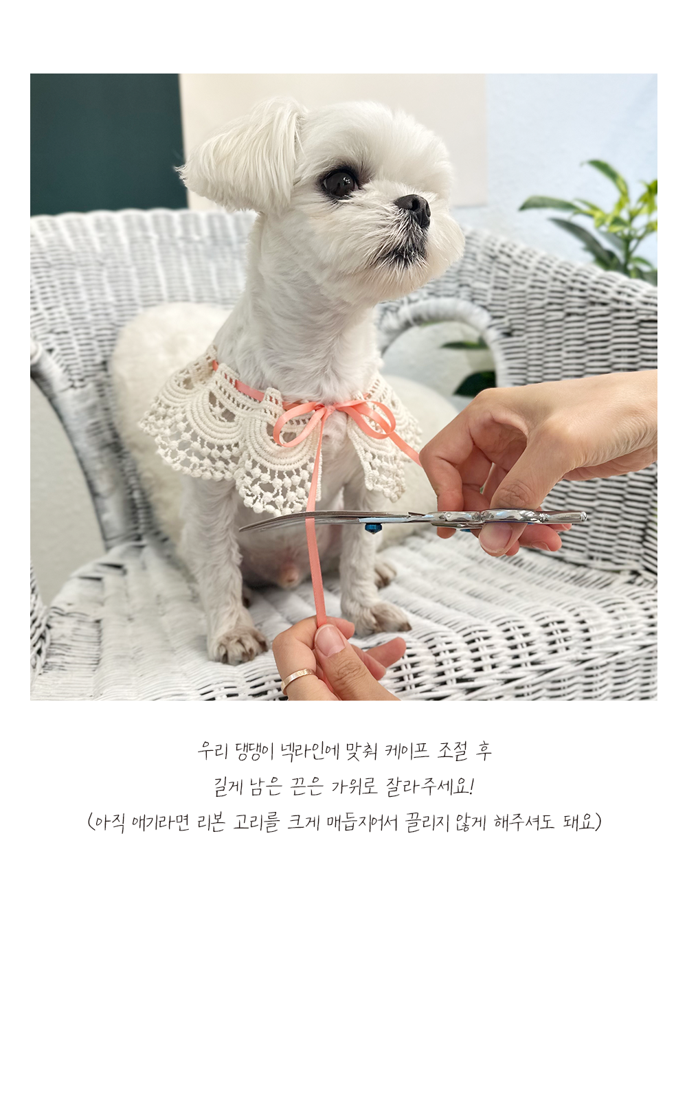 강아지악세사리 강아지레이스케이프 반려견케이프 상세 이미지 9