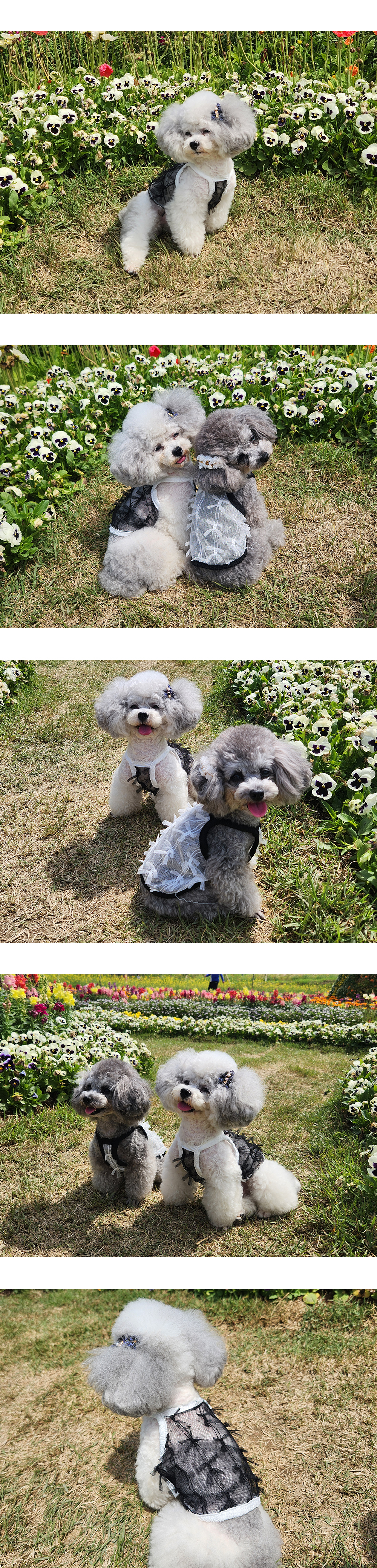 강아지옷 애견의류 강아지망사옷 상세 이미지 5