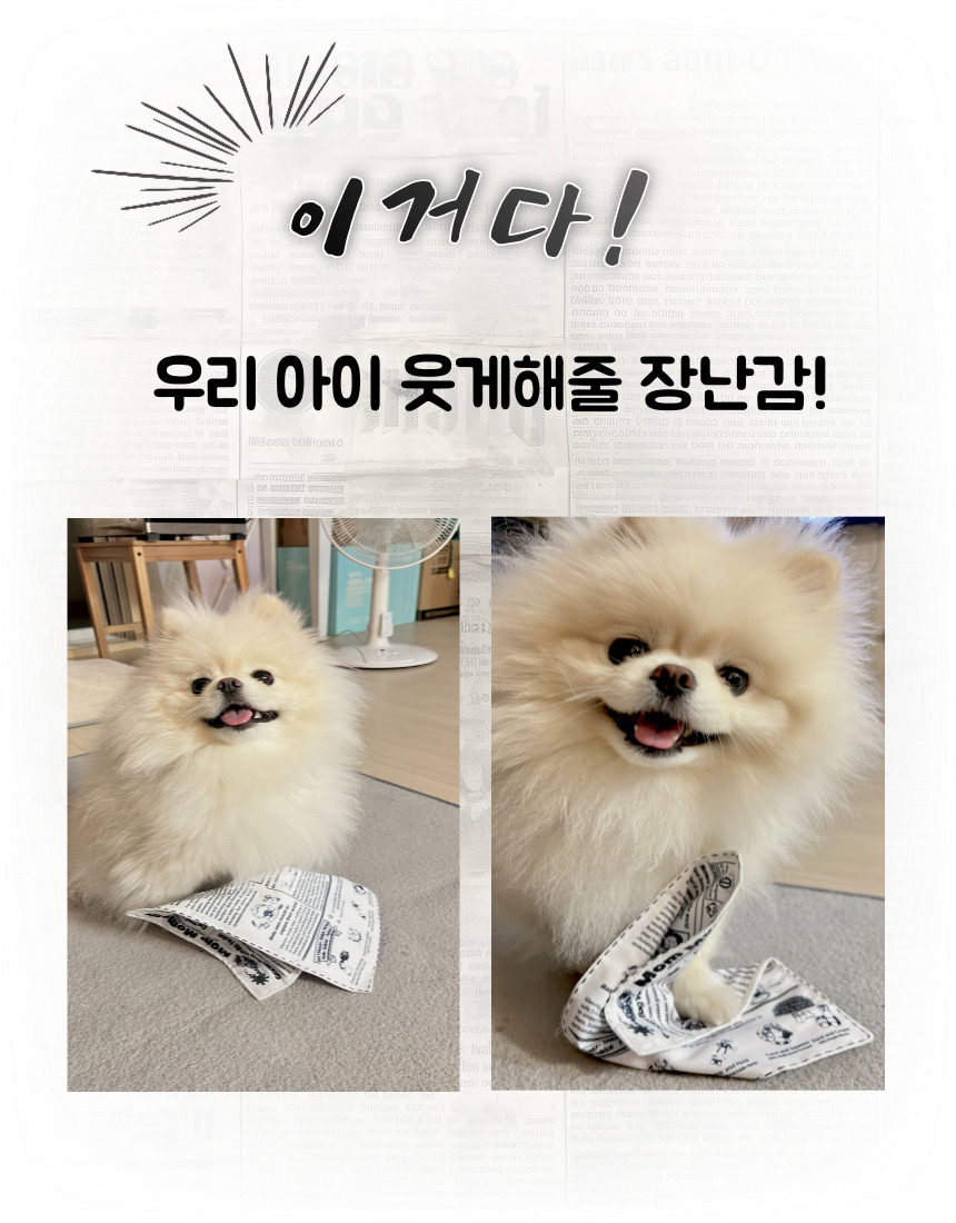 애견인형 강아지장난감 냥이장난감 상세 이미지 4