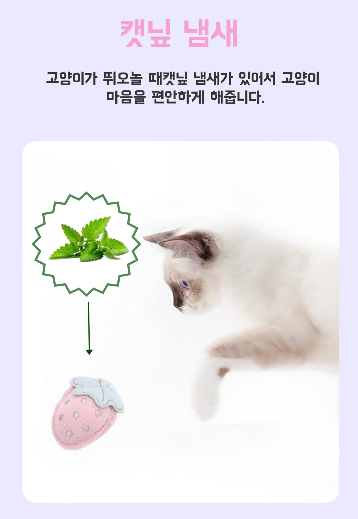 고양이장난감 애견장난감 반려견삑삑이 상세 이미지 2