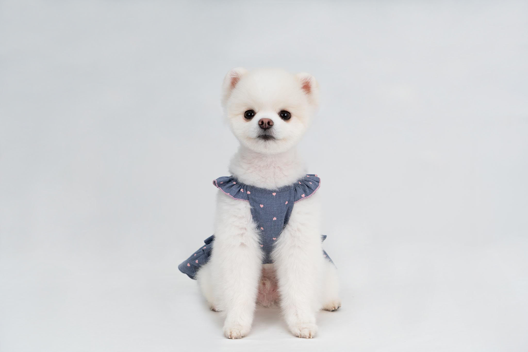 소형견옷 애견원피스m 애완견옷 상세 이미지 8